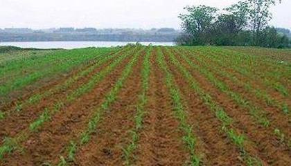 浅谈:提高农作物产量的栽培技术