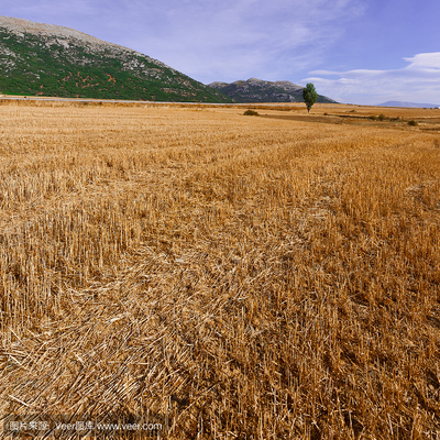 农作物,小麦,金色,水平画幅,秋天-相关图片信息: